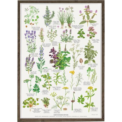 delicious herbs, herbs in the garden, Danish herbs, grow herbs