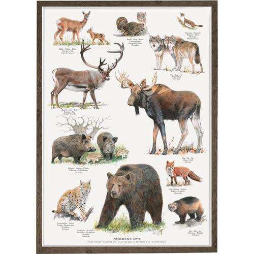 NORDENS DYR - Poster A2