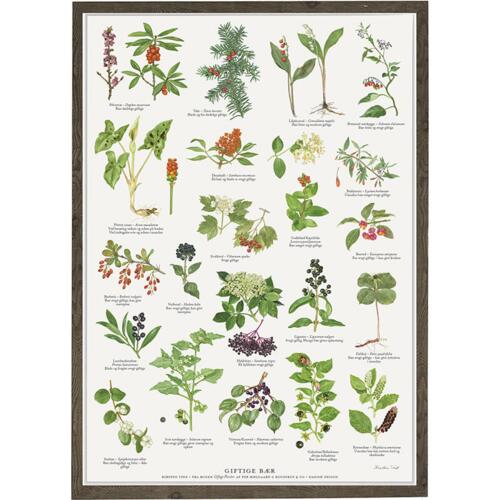 poisonous berries found in nature, poisonous berries from nature