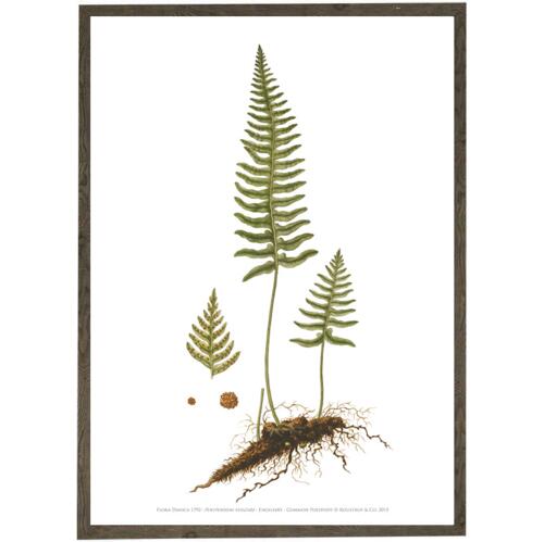 Engelsød A2 - Art Print