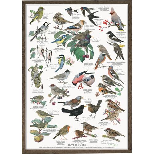GARDEN BIRDS - Poster A2