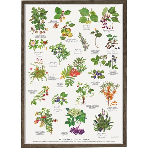 EDIBLE WILD FRUITS - Poster A2
