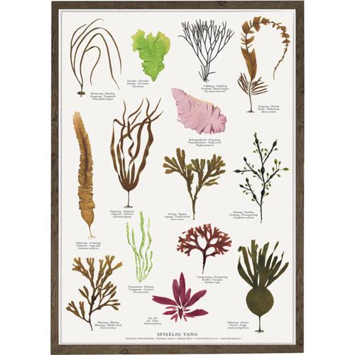 seaweed plants, colorful seaweed, seaweed poster