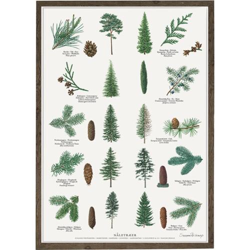 pine, conifer, thuja, larch, spruce, pine, cypress