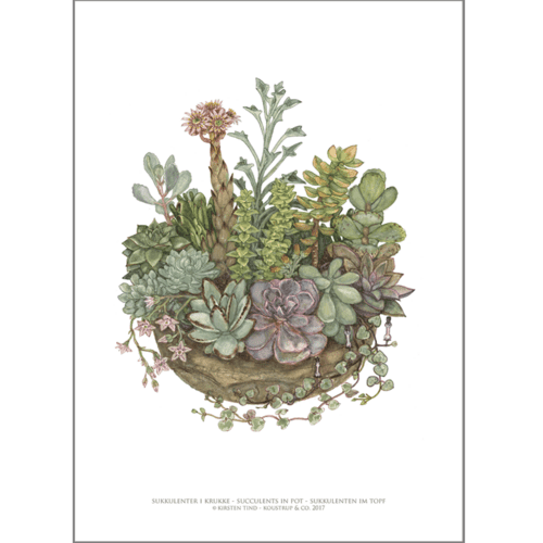 ART PRINT A3 - Succulents in a Pot