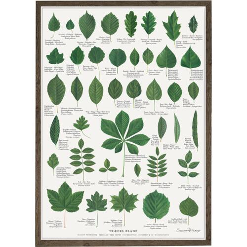 tree leaves, learn to tell the difference between leaves from nature