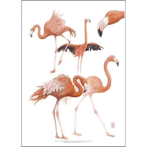 PRINT A4 - ZOO Flamingo