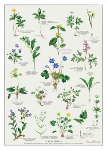 PRINT A4 - Spring Forest