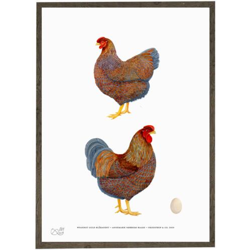 Gold blue-laced Wyandot - HENS - ART PRINT - CHOOSE SIZE