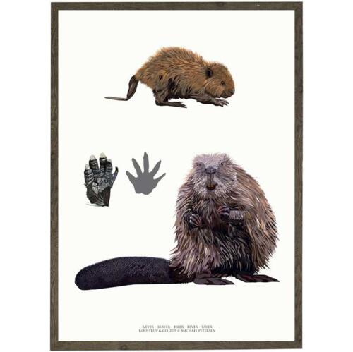 Beaver art print