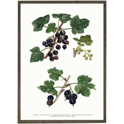 Blackcurrant art print