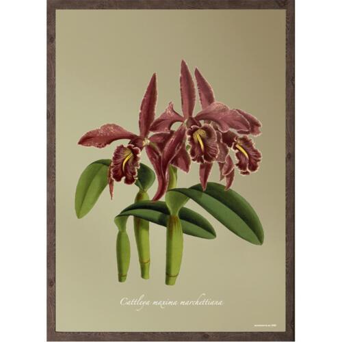 Cattleya Maxima - ART PRINT - CHOOSE SIZE
