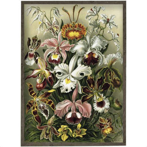 Orchids - ART PRINT - CHOOSE SIZE