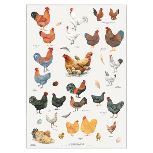 PRINT A4 - Chicken Breeds