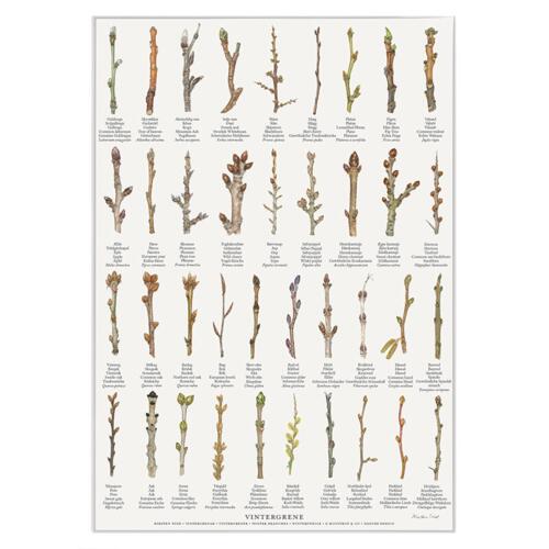 PRINT A4 - Winter Branches