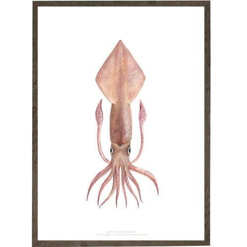 Squid - ART PRINT - CHOOSE SIZE