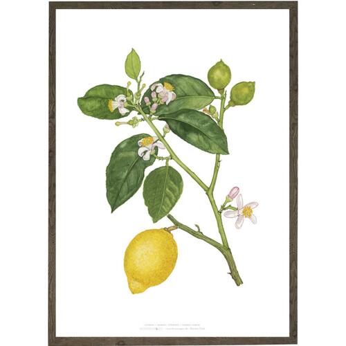 Lemon - ART PRINT - CHOOSE SIZE
