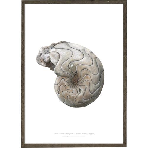 Nautilus - ART PRINT - CHOOSE SIZE