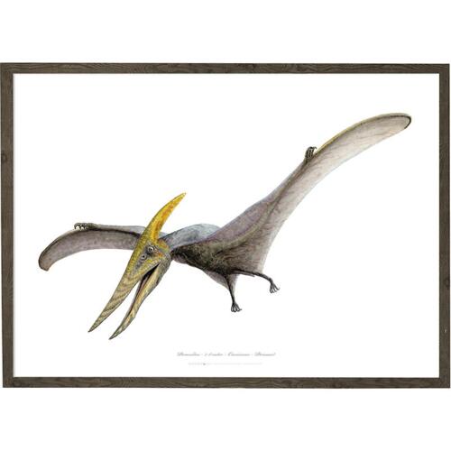 Pteranodon - Art Print - Choose Size