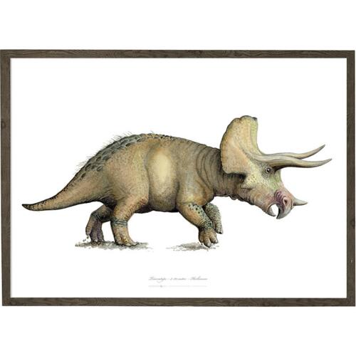 Triceratops - Art Print - Choose Size