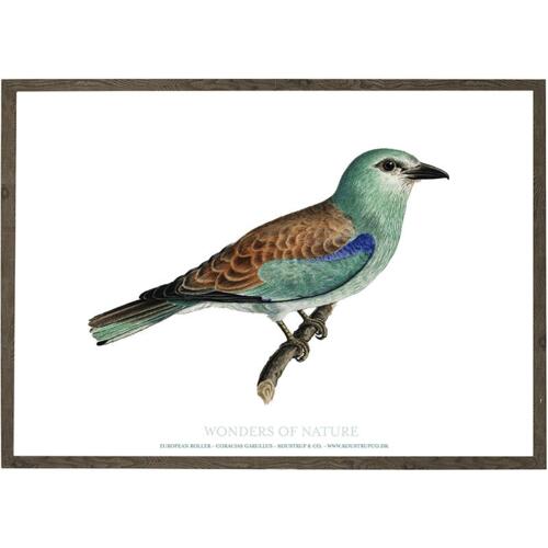 Magpie - ART PRINT - CHOOSE SIZE