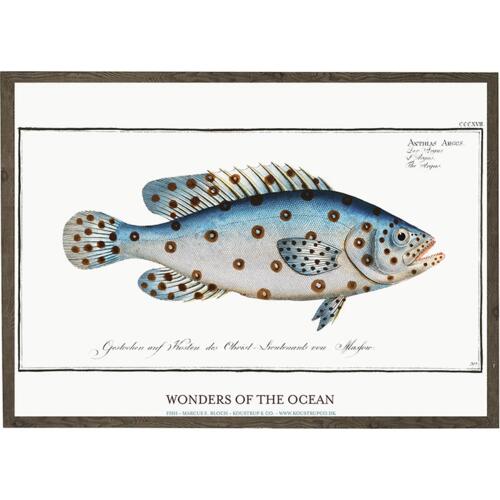 Anthias Argus - ART PRINT - CHOOSE SIZE