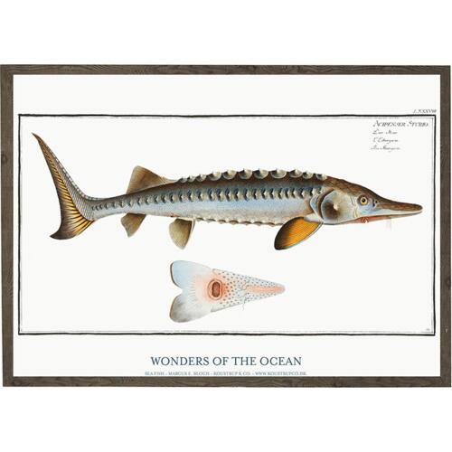 Acipenser Sturio - ART PRINT - CHOOSE SIZE