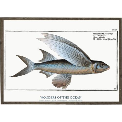 Exocoetus mesogaster - ART PRINT - CHOOSE SIZE