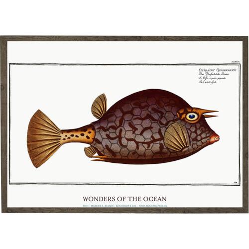 Ostracion quadricornis - Art print - Choose size