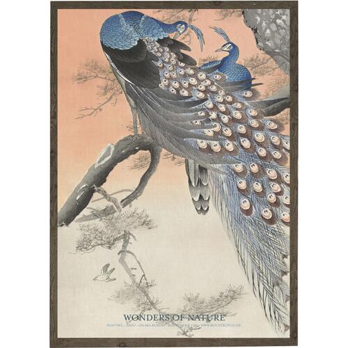 Peafowl - ART PRINT - CHOOSE SIZE
