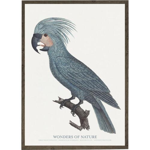Great palm cockatoo - ART PRINT - CHOOSE SIZE