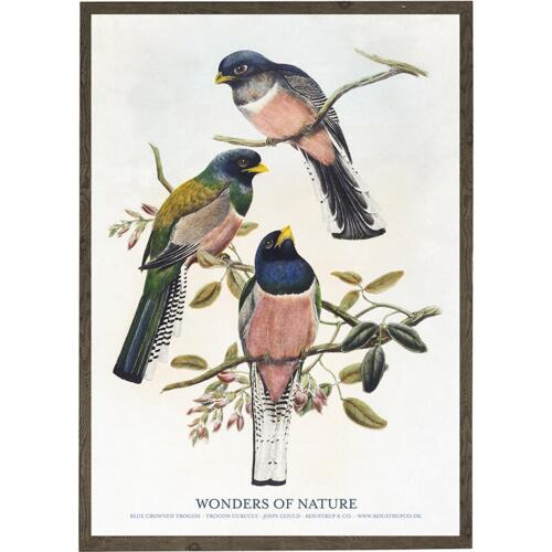 Blue crowned trogon, curucui - ART PRINT - CHOOSE SIZE