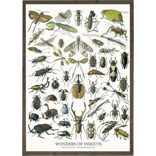 Insects - ART PRINT - CHOOSE SIZE