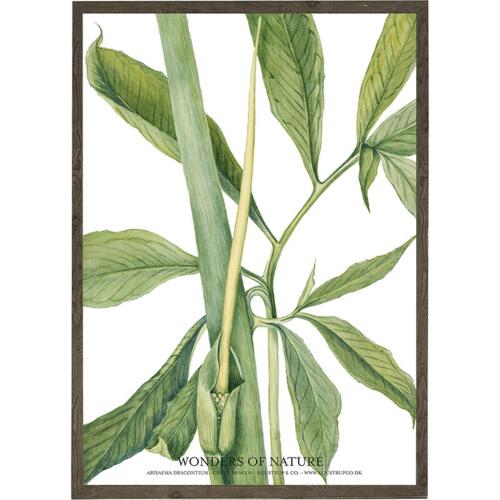 Arisaema dracontium - ART PRINT - CHOOSE SIZE