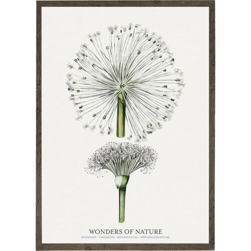 Dandelion - ART PRINT - CHOOSE SIZE