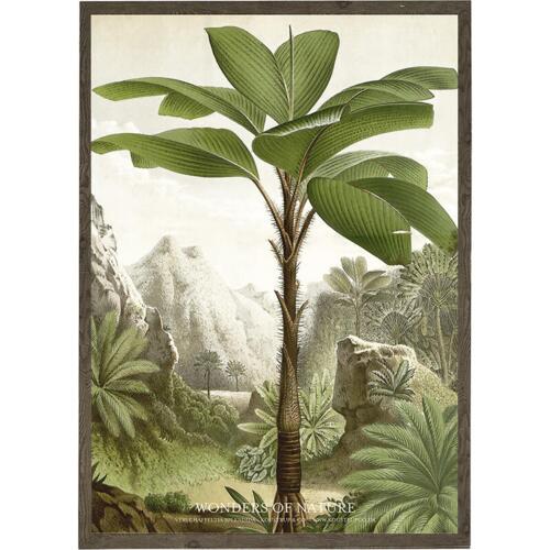 Vershaffeltia splendida - ART PRINT - CHOOSE SIZE