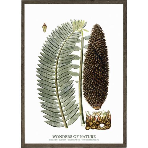 Sago palm - ART PRINT - CHOOSE SIZE