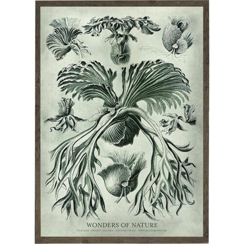 Filicinae - Art Print - Choose Size