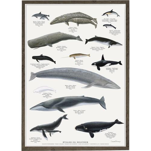 Whales - Poster A2