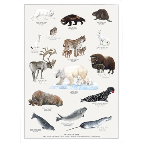 A4 Print - Arctic Animals