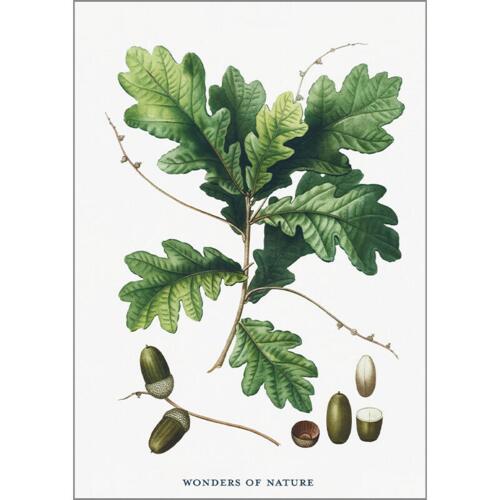 Acorn - A5 single card
