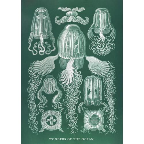 Cubomedusae - A5 single card