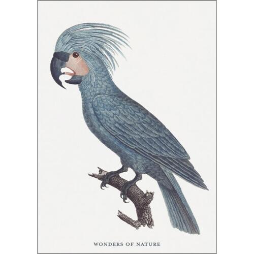 Parrot - A5 single card