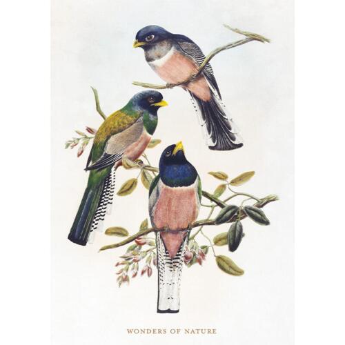 Birds - A5 single card