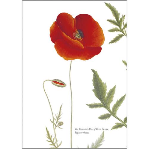 Papaver - A5 single card