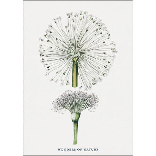 Taraxacum - A5 single card