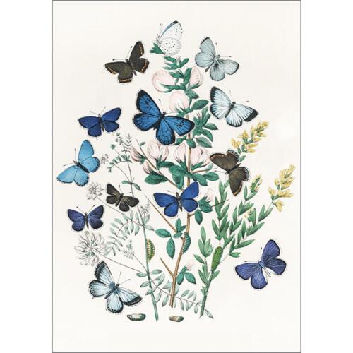 Nordic Butterflies - A5 Single Card