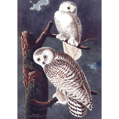 Snowy Owls