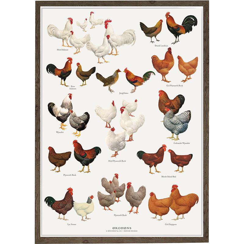 Chickens, organic chickens, Danish landraces, organic chickens