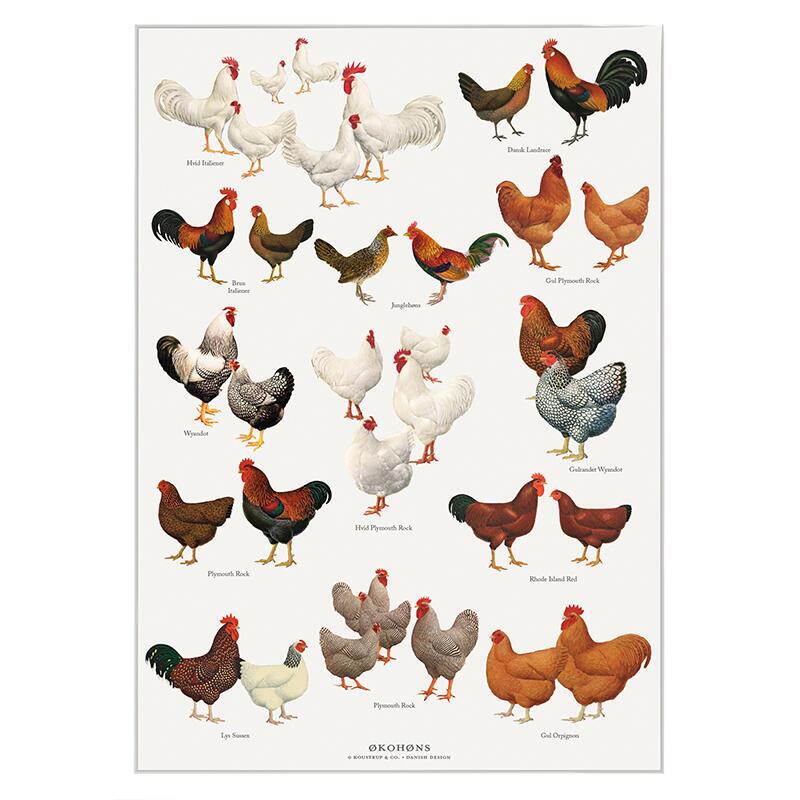 ORGANIC CHICKENS - Poster A2